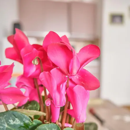 Apartment Herboully